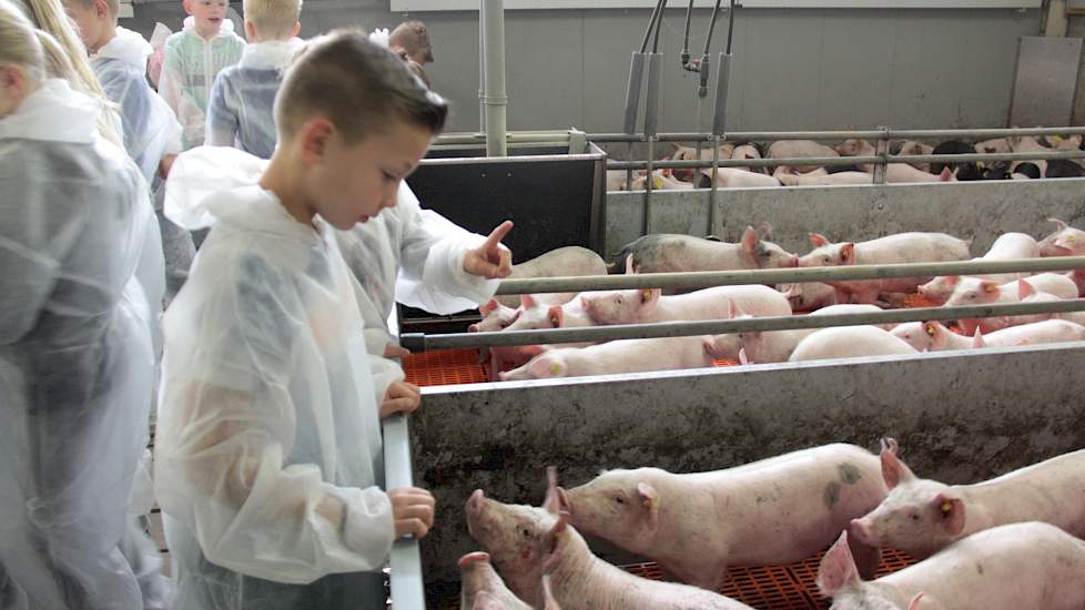 Verschillende scholieren doen hun uiterste best om de biggen per hok te tellen, maar dat valt nog niet mee. Zijn ze bij 26, moeten ze weer opnieuw beginnen…