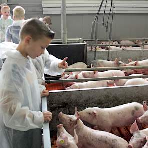 Verschillende scholieren doen hun uiterste best om de biggen per hok te tellen, maar dat valt nog niet mee. Zijn ze bij 26, moeten ze weer opnieuw beginnen…