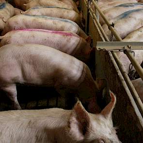 Omdat de beren hard groeien, zitten ze snel aan het gewenste gewicht. Dat helpt ook tegen stinkers, volgens Johan: „Dat is immers een kwestie van leeftijd en niet van gewicht.” Tot december vorig jaar leverden ze aan Vion. Met het aandeel stinkers zaten z