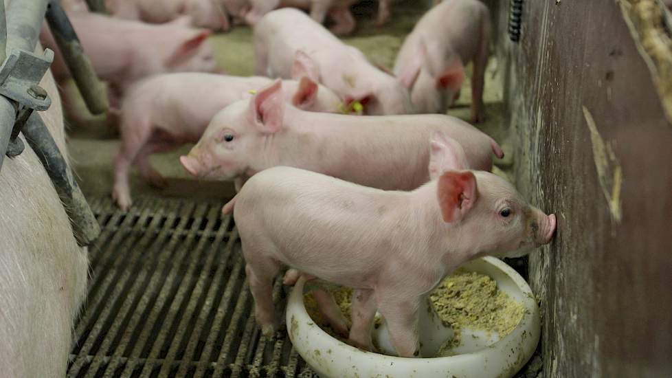 Hier draait het om; de biggenproductie. Jaarrond halen ze met hun relatief jonge zeugenstapel (in doorsnee 2 jaar oud) gemiddeld 15,1 levendgeboren biggen per worp (15,3 bij de laatste cyclus). Het aantal gespeende biggen bedraagt 13,3 per worp; goed voor