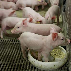 Hier draait het om; de biggenproductie. Jaarrond halen ze met hun relatief jonge zeugenstapel (in doorsnee 2 jaar oud) gemiddeld 15,1 levendgeboren biggen per worp (15,3 bij de laatste cyclus). Het aantal gespeende biggen bedraagt 13,3 per worp; goed voor