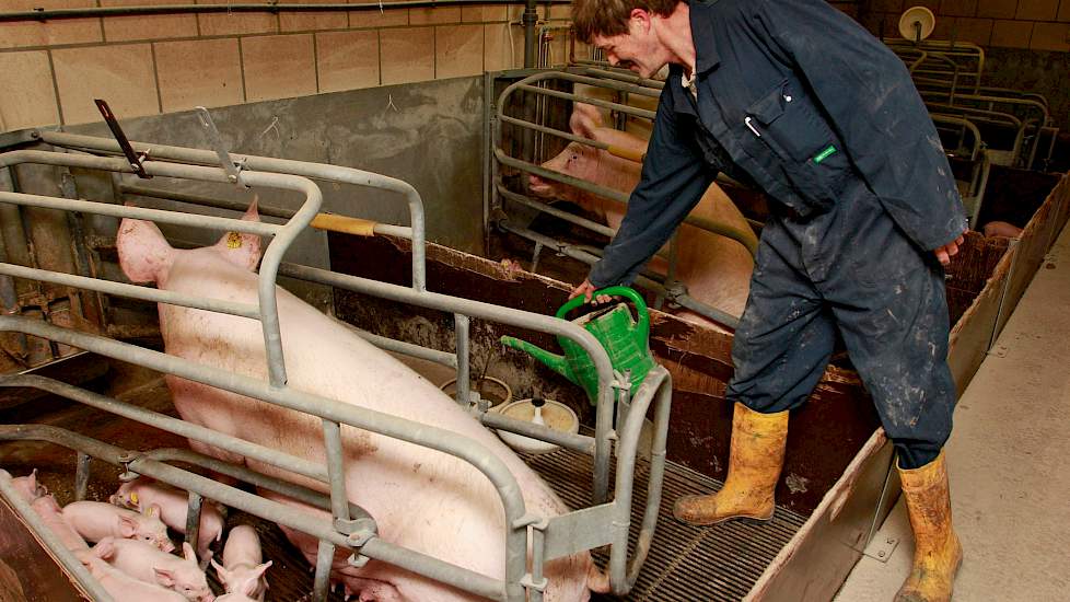 Medewerker Johan Bink vult de biggenbakjes bij met BasDiar, een aanvullend biggenvoer dat vanaf dag 1 gegeven kan worden. Het bestaat uit algen, probiotica, gisten, boterzuur en kleimineralen. Dit moet helpen om biggendiarree te voorkomen. Daarnaast gebru