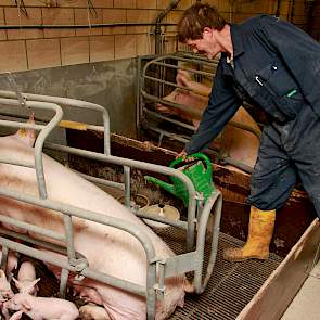 Medewerker Johan Bink vult de biggenbakjes bij met BasDiar, een aanvullend biggenvoer dat vanaf dag 1 gegeven kan worden. Het bestaat uit algen, probiotica, gisten, boterzuur en kleimineralen. Dit moet helpen om biggendiarree te voorkomen. Daarnaast gebru