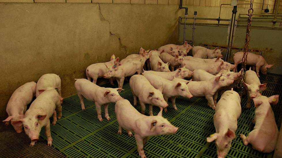 De gespeende biggen worden per hok opgelegd. De beren en gelten blijven van jongsaf zo veel mogelijk bij elkaar met hun broertjes en zusjes. Het hele bedrijf, van de kraamafdelingen tot de vleesvarkens, zit op brijvoer.