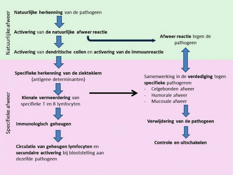 Figuur 1. Fasen van begin, activering en ontwikkeling van de natuurlijke en specifieke immuniteit tegen een ziektekiem/pathogeen.