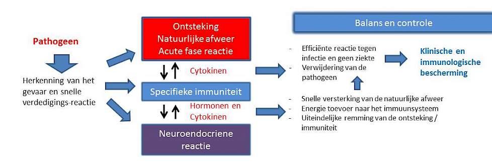 Figuur 2a. Interactie tussen immuniteit en neuroendocriene reactie: gebalanseerde en gecontroleerde ontstekings- en immuunrespons leidend tot klinische en immunologische bescherming.