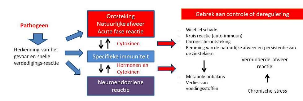 Figuur 2b. Interactie tussen immuniteit en neuroendocriene reactie in een ongecontroleerde ontwikkeling van de ontsteking / immuniteit: chronische ontsteking of blijvende infectie samen met metabole onbalans.