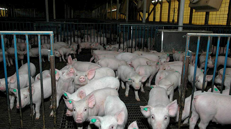 E. coli bij varkens (deel 1 van 2)