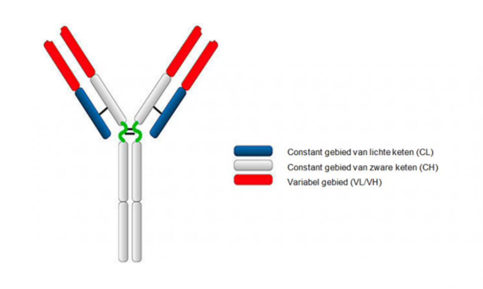 Figuur 1. Globale structuur van een immunoglobuline molecuul.