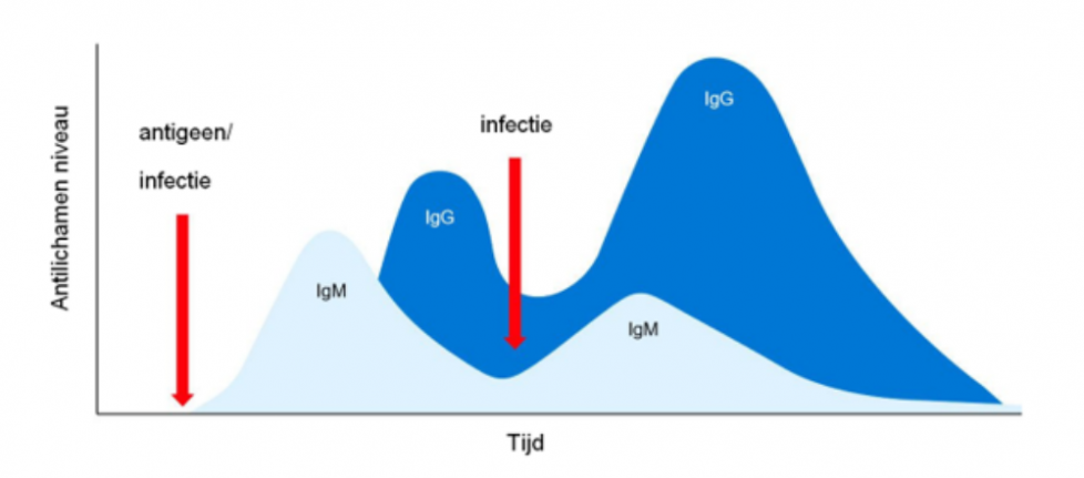 Figuur 1. De wisseling van isotype en de primaire en secundaire immuun reactive na opeenvolgende blootstelling aan het zelfde antigeen / ziektekiem.