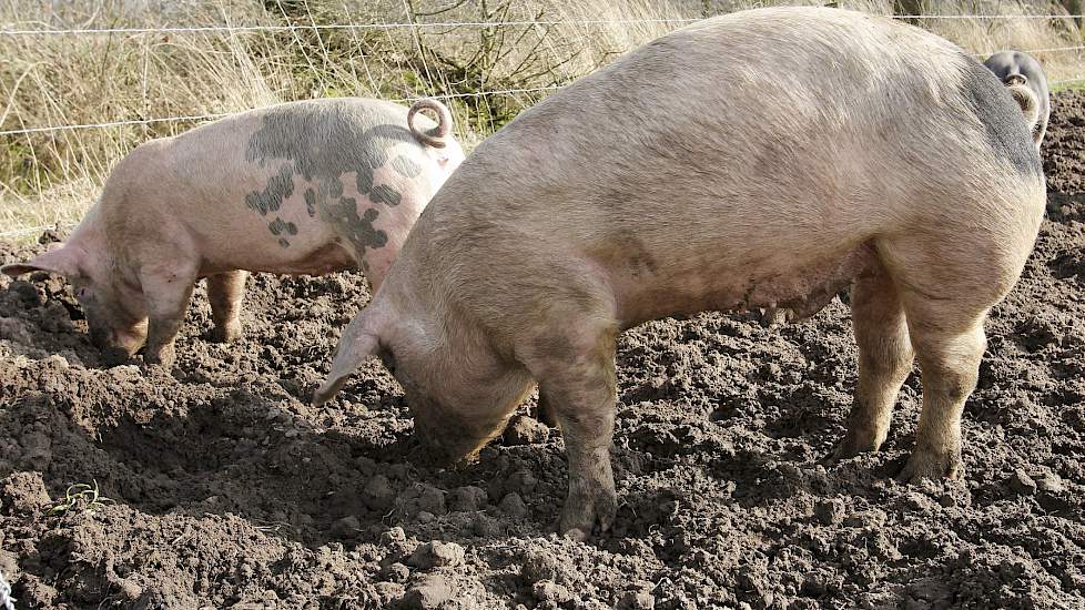 Biologische varkens wroeten