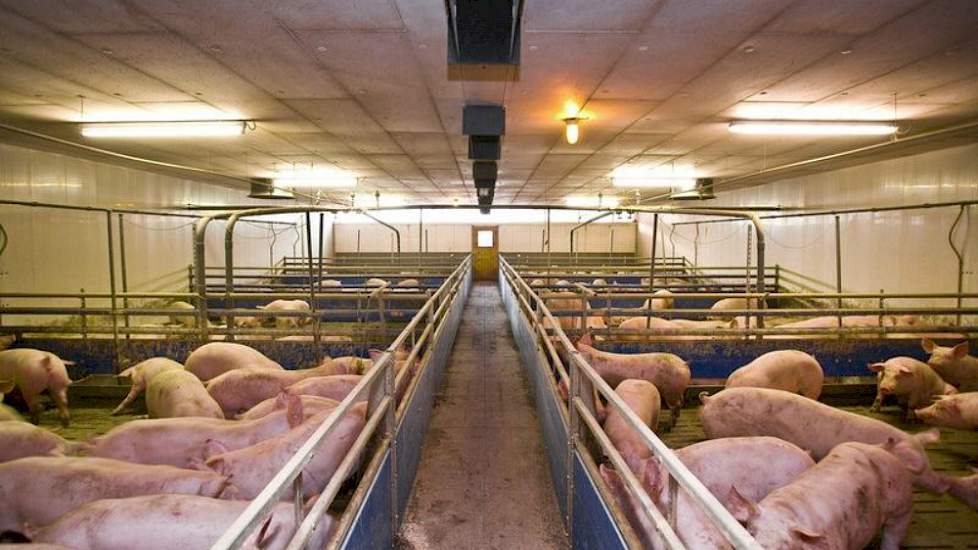 Bij vleesvarkens van 60 kg treedt al een voeropnamedip op als de staltemperatuur boven 24°C komt.