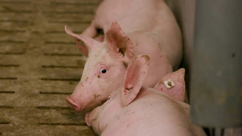 Tierwohl in der Schweinehaltung – Über die Vorteile der Roggenfütterung