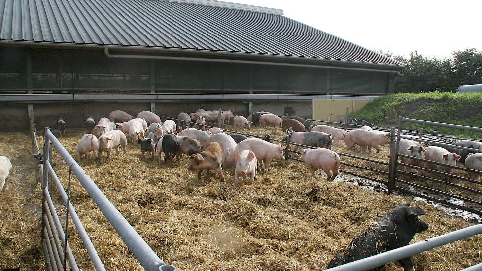 Varkens in stro